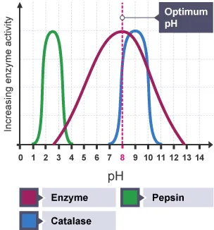 Effect of pH on Enzyme Activity